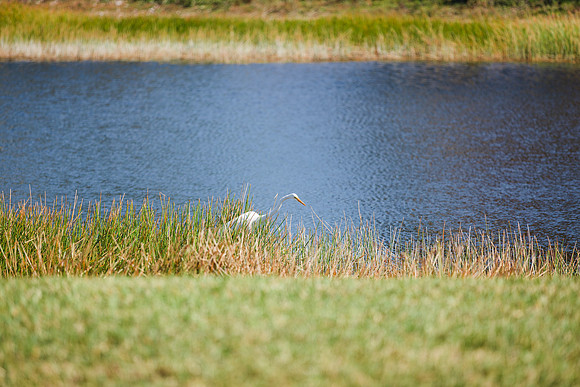 Naples, Fl  Janetsandsphoto.com